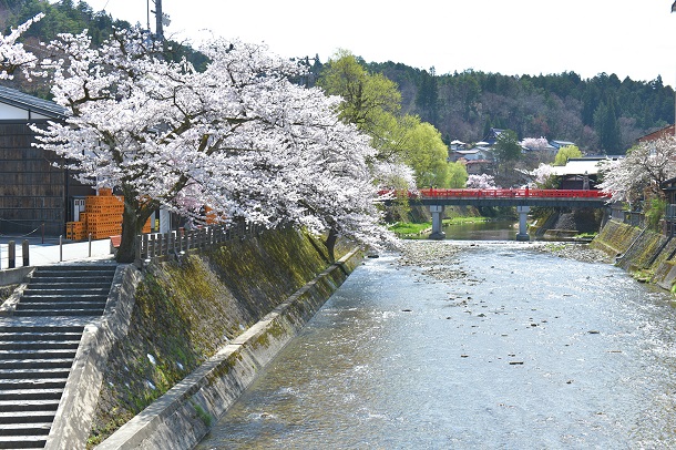 高山市内の中心部を流れる宮川に朱色の中橋が掛かる。川沿いの桜が満開だった=撮影・関根虎洸