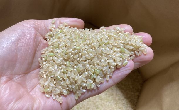 写真・図版 : この秋に収穫されたばかりのお米＝筆者撮影