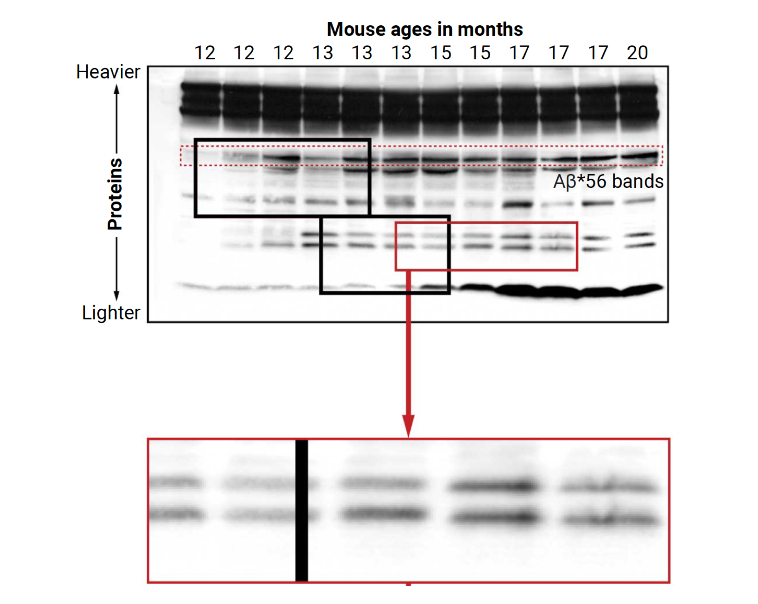 写真・図版 : 図１)レズ二、アッシュらのネイチャー誌の原著論文について、シュラッグは、データの中でAβ*56や他のタンパク質の増加を示す帯の部分（黒の四角）に、不正を示すカットがあると指摘した。これに対してアッシュは、加齢マウスでAβ*56の増加を示すデータをオープンアクセスのサイト（PubPeer)に提示した（赤い四角）。だが、そこにもまた不適切に二重化された帯があることを、シュラグの分析が示している。サイエンス誌から(https://doi.org/10.1126/science.ade0209)
