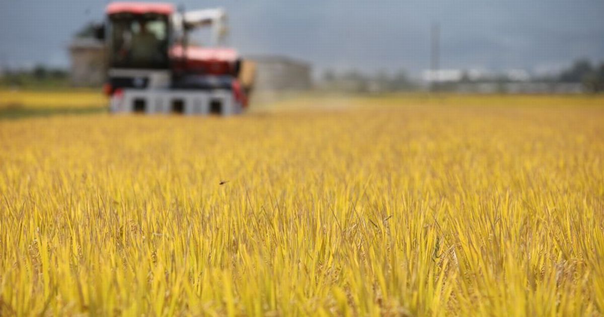 収穫期を迎え、黄金色に輝く県産ブランド米「青天の霹靂」。やませの影響はほとんどないという＝青森県平川市　2017年9月16日