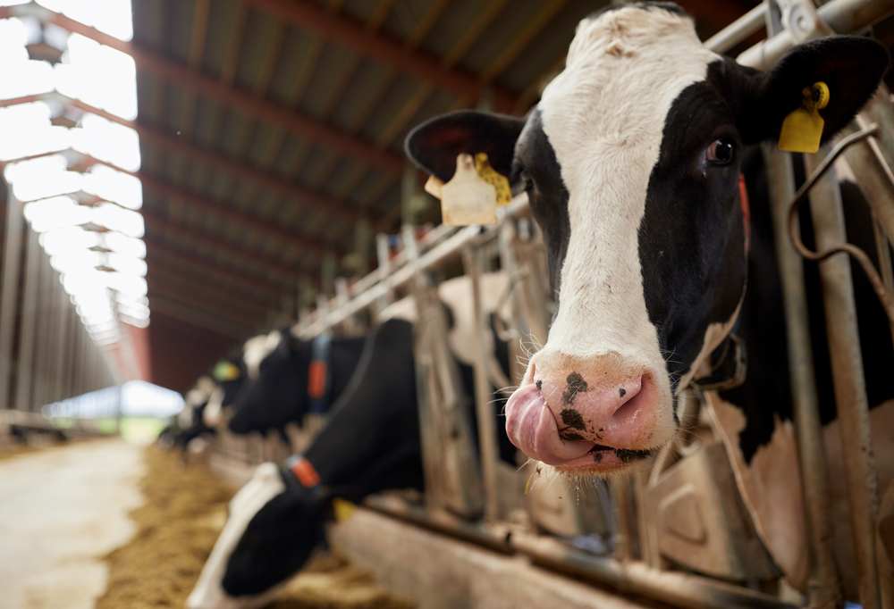 写真素材ID: 562342921
農業、農業、畜産のコンセプト – 牛の群れが酪農場の牛小屋で干し草を食べている　Ground Picture
