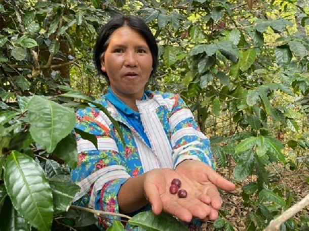 （熟したコーヒーの実を目の前で収穫してくれた＝3月6日、タイ・チェンマイ県・オムコイ郡）
