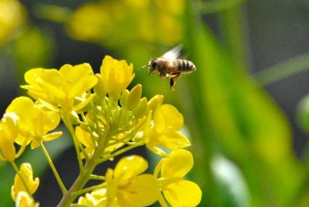 農薬とミツバチ激減